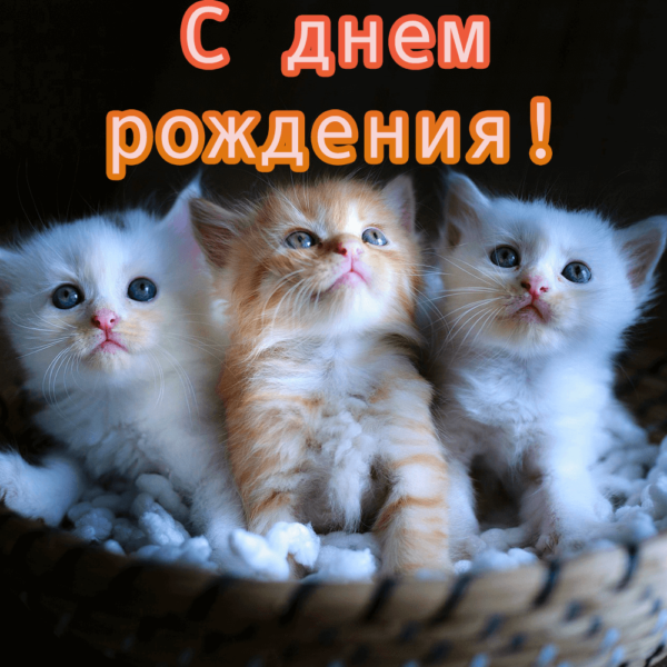Оригинальная открытка с котиками племяннице