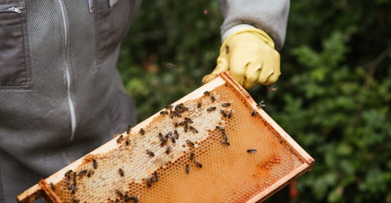 Что подарить пчеловоду