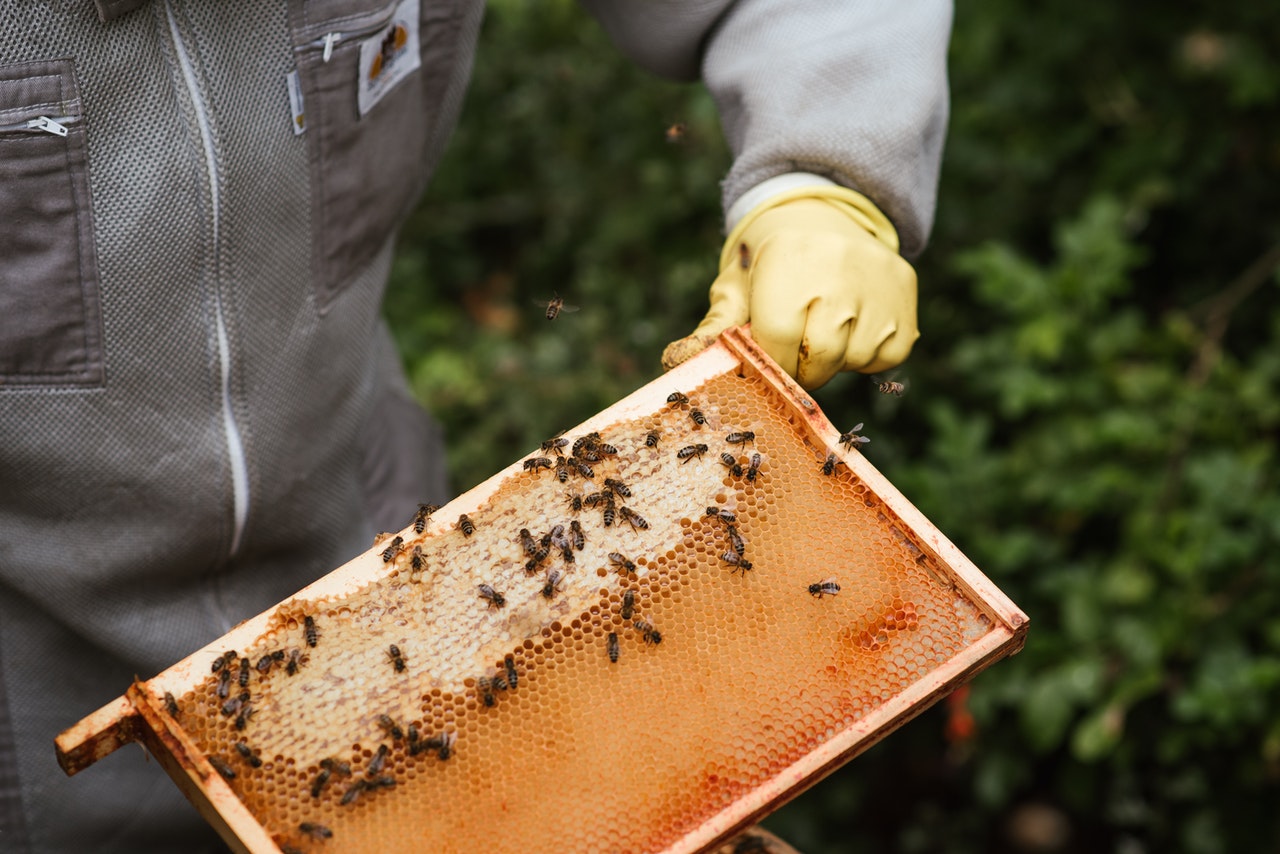 Что подарить пчеловоду