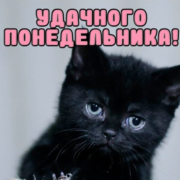Черный котенок желает удачного понедельника