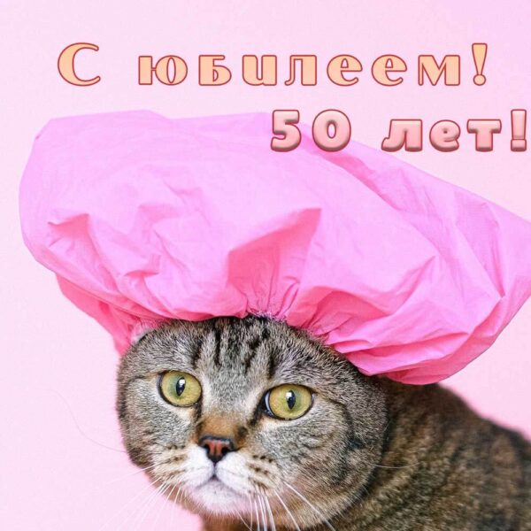 Смешной кот на открытке женщине