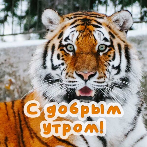 Невероятно красивый тигр на открытке