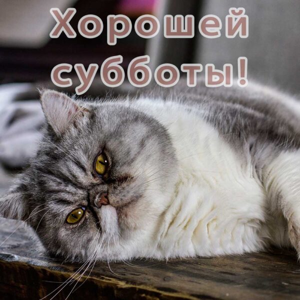 Забавная открытка с котом с субботой
