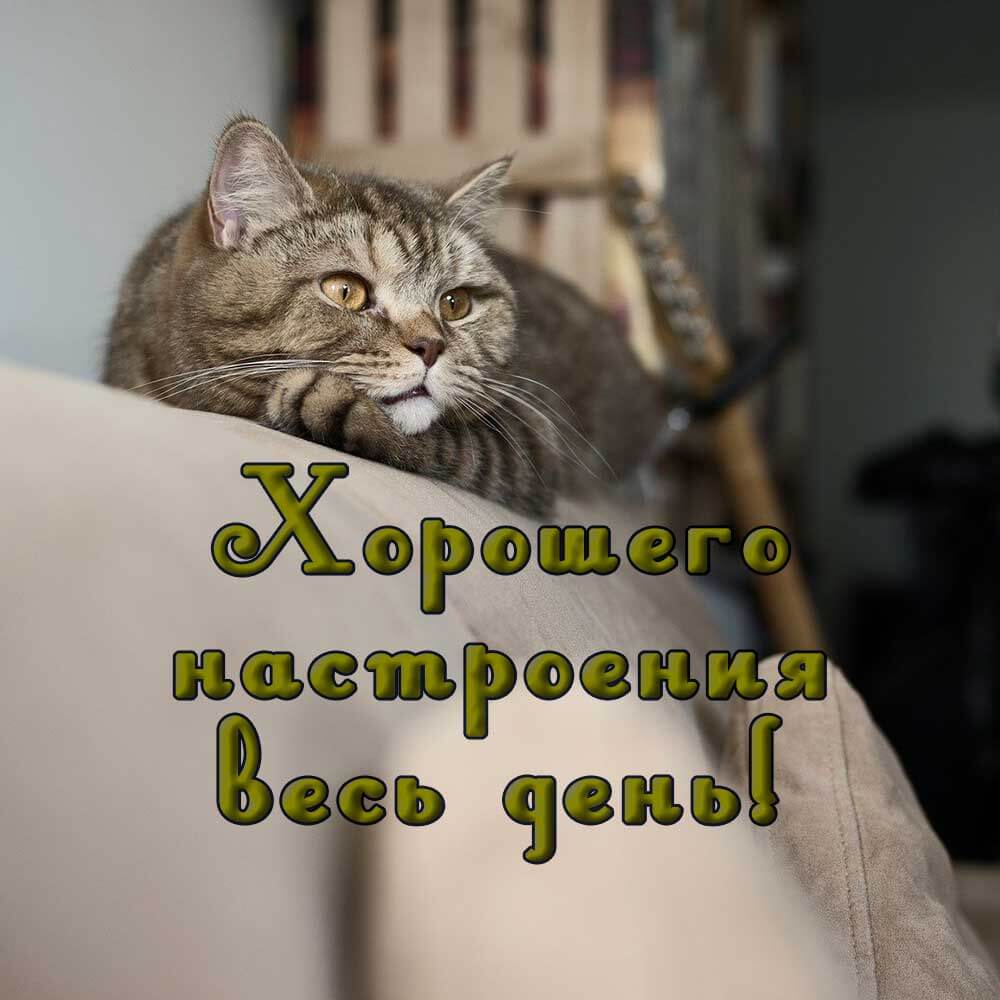 Классная открытка-пожелание с котом