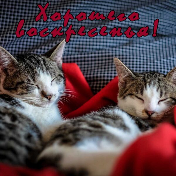 Котики на открытке "Хорошего воскресенья"
