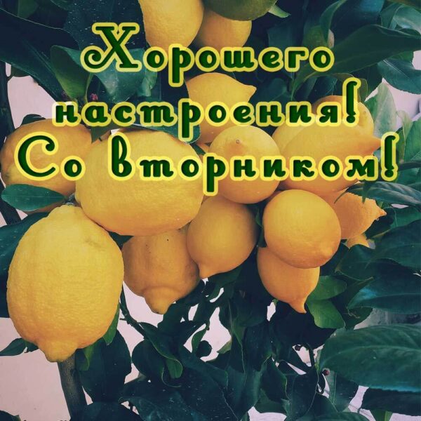 Открытка с лимонами "Со вторником"