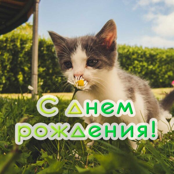 Очень милый котенок на открытке