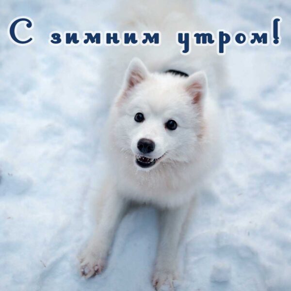 Прикольная открытка с собакой с зимним утром