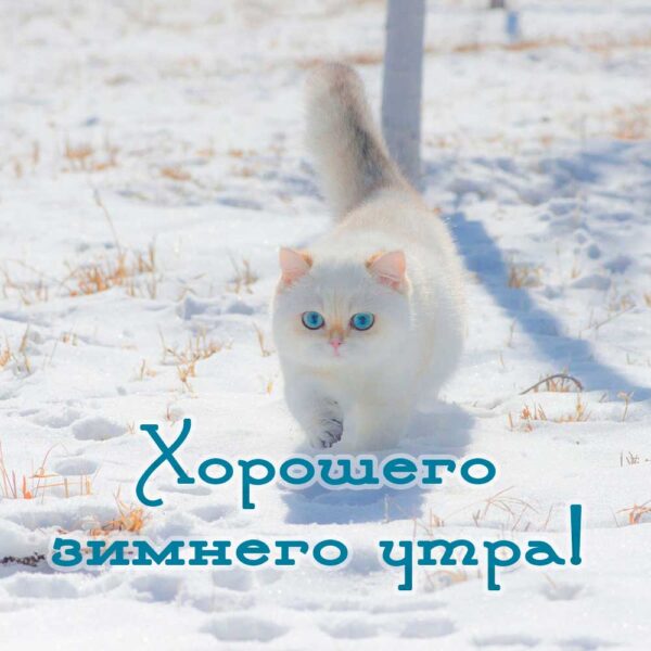 Открытка с котом "Хорошего зимнего утра"