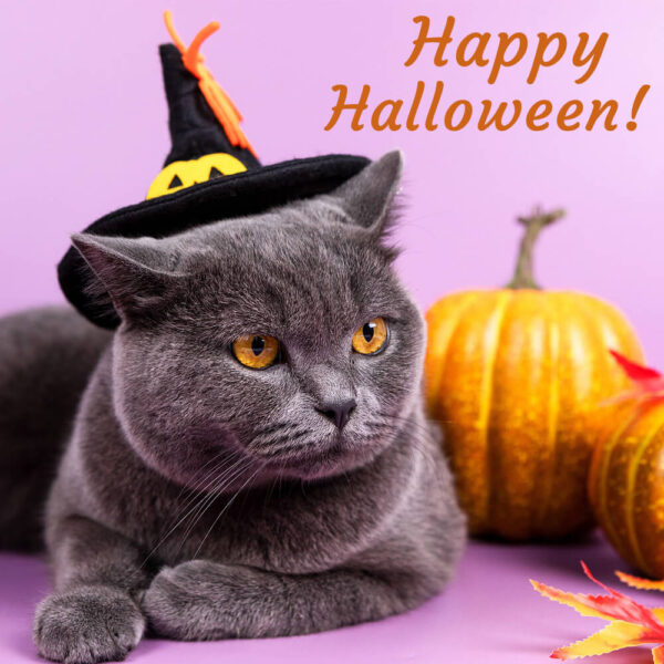 Прикольная открытка с кошкой Хэллоуин