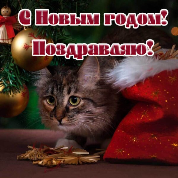 Смешной котик на открытке С Новым годом
