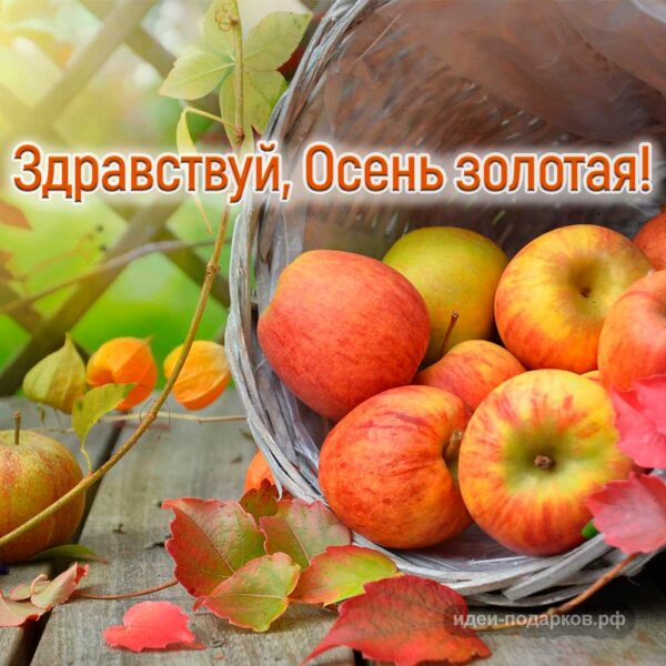 Открытка с яблоками "Здравствуй, Осень золотая!"