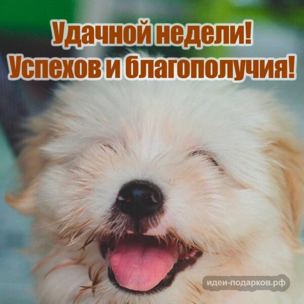 Милая открытка с собакой "Удачной недели!"